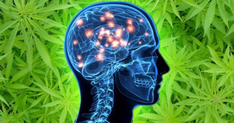 Cannabis THC Dissociation In Human Body Tissues